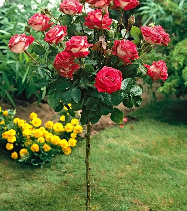 Продам розы штамповые