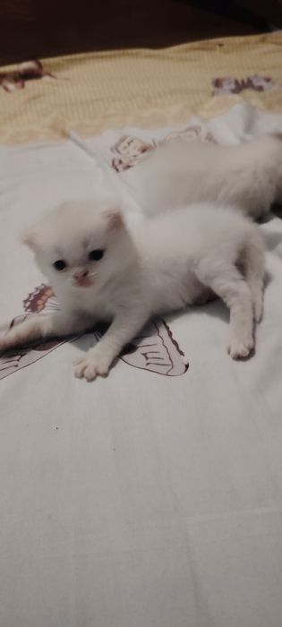 Котята британские чистокровные.