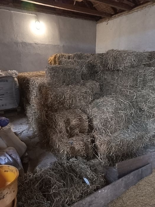 Baloți lucernaaa