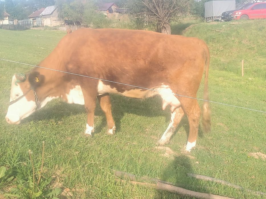 Vand vaca baltată romanească