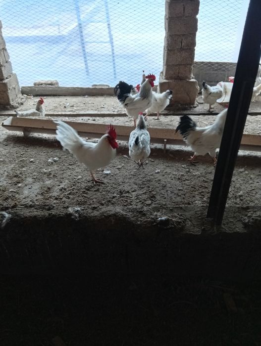 Петухи Адлер пароды