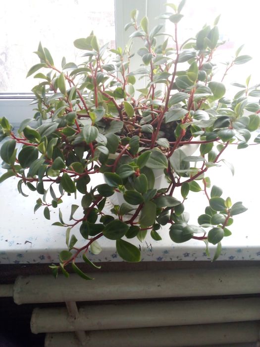 Цветок поперомия