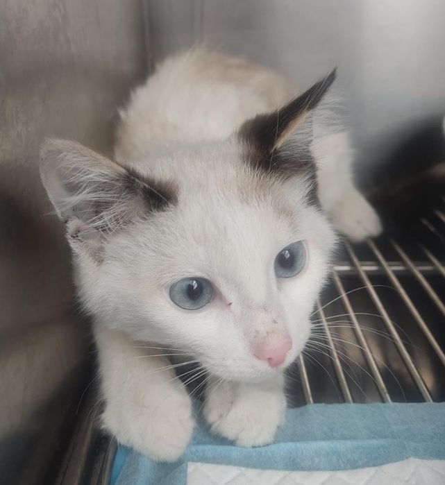 Котёнок девочка в добрые руки