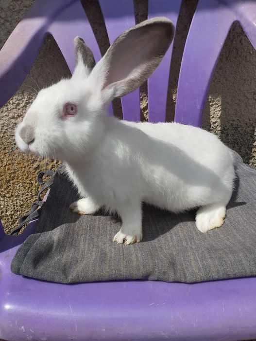 Зайци за разплод зайци