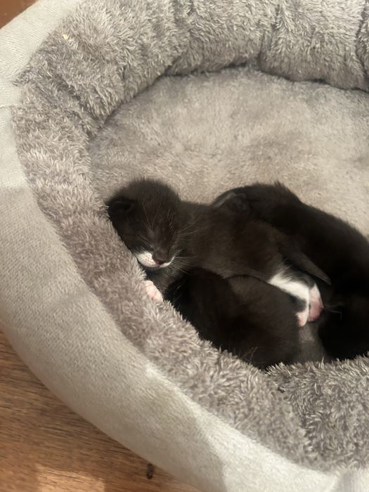 Отдам котят в хорошие руки