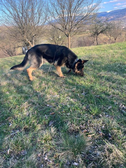 Caine Ciobanesc German