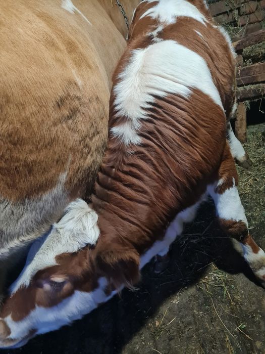 Vând vițea bălțată românească!