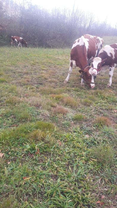 Vaci . Vand 2 din 5 pe ales RED HOLSTEIN