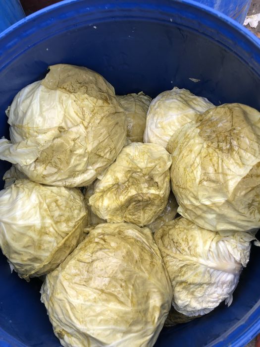 Varza murata romanească cu frunză subtire