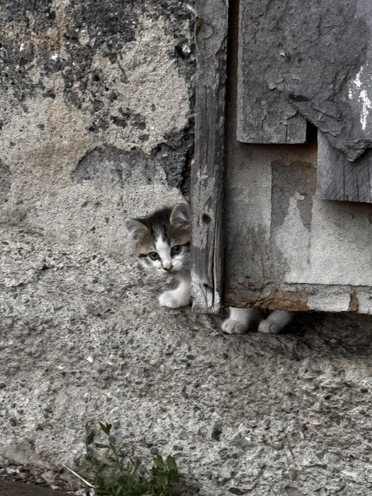 Отдам котят деревенских