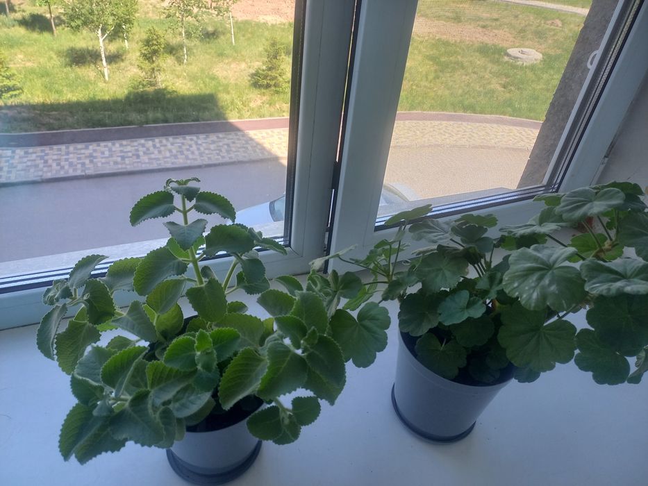 Продам мяту,мелисса,герань(розавидная)