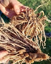 Rădăcini sparanghel anul 3