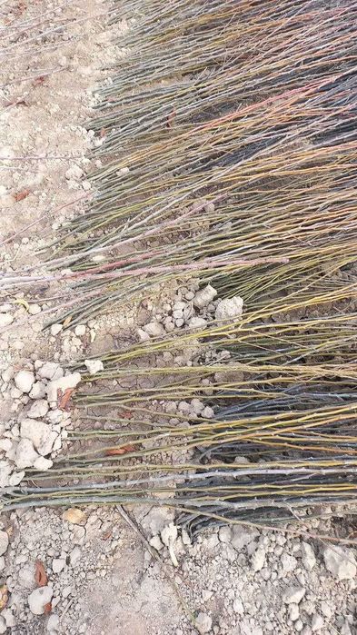 Мевали кучатлар сотилади