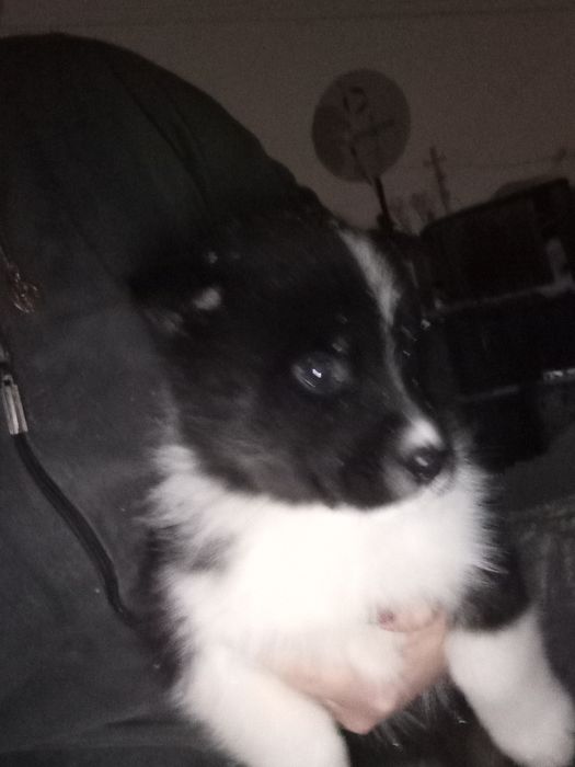 Продам щенков лайки