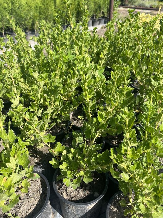 Цариградско грозде