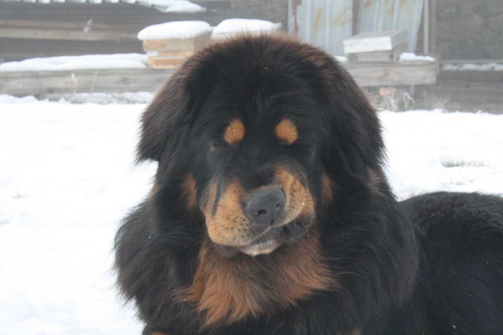 Фотоапарат Canon 1000D, перфектен за начинаещи и среднонапреднали