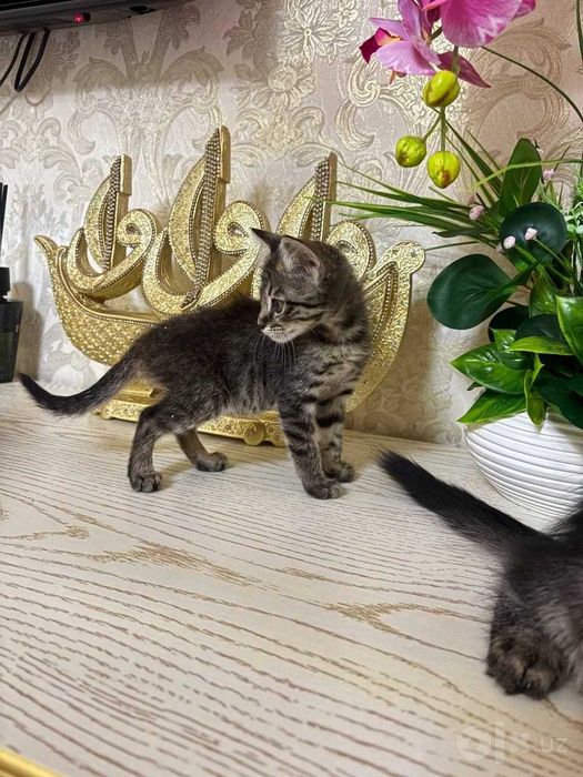 Очаровательные полосатые котята в добрые руки!