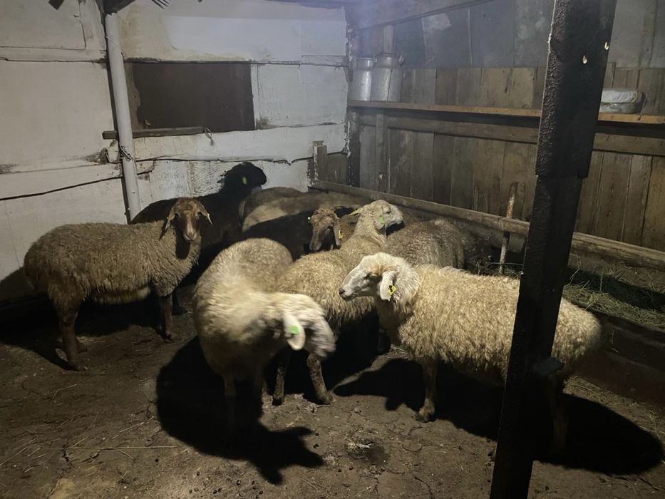 Продажа баранов!