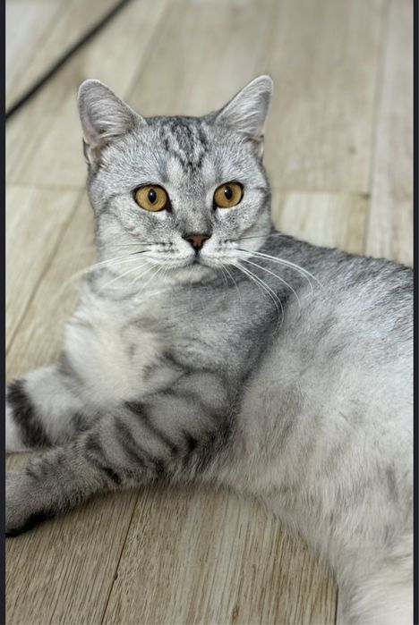 британская кошка хорошая