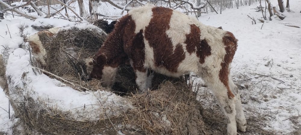 Баспақтар, қашарлар