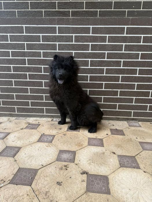 Продается собака