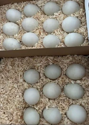 Oua de incubat de la rate Rouen, Pekin, Cayuga, si alergatoare indiene