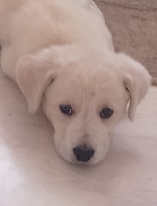 Лабрадор ротвейлер