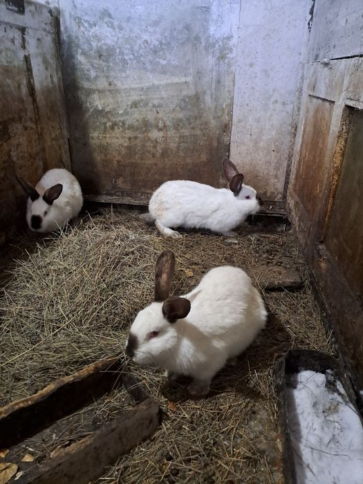 Кроллы и кролихи