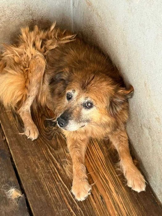 Adopta un caine - un sufletel are nevoie de stapan!