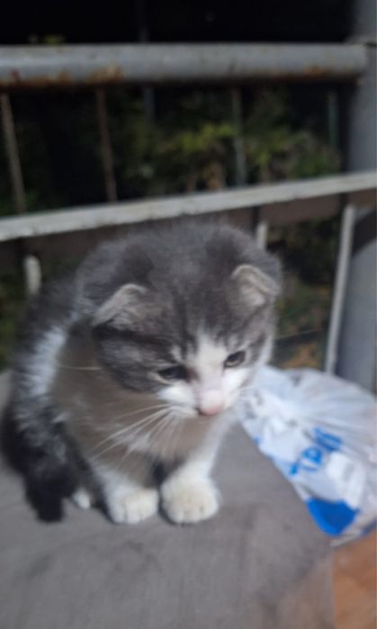 Продается породистая кошка