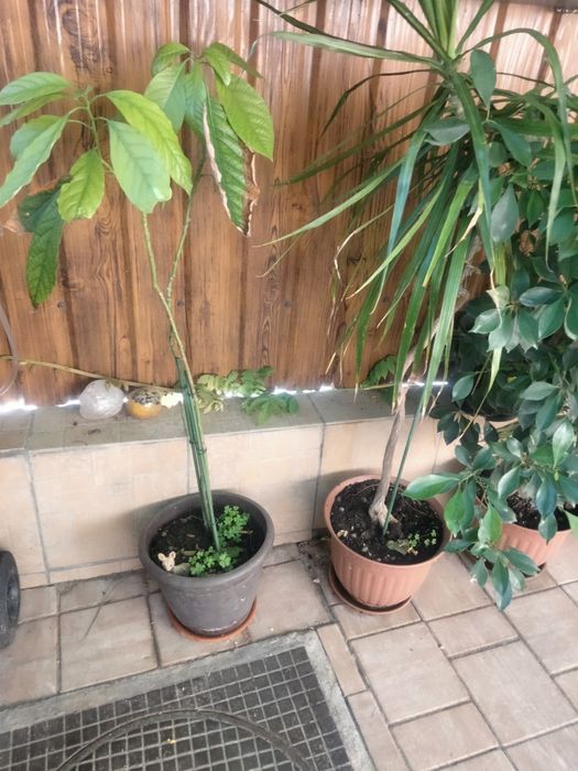 Diferite plante ,