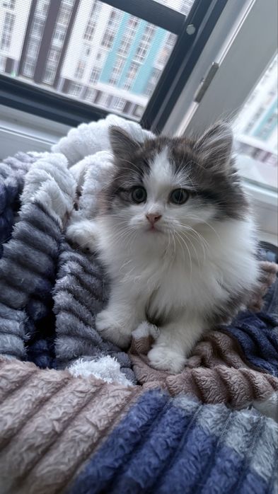 Котенки мальенкие