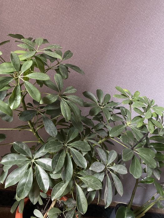 Шефлера.  Комнатное растение