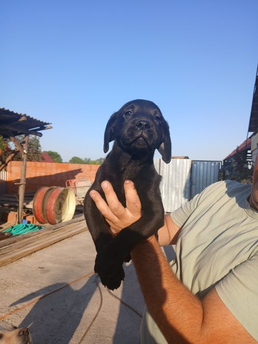 Donez  Catel labrador rettriever