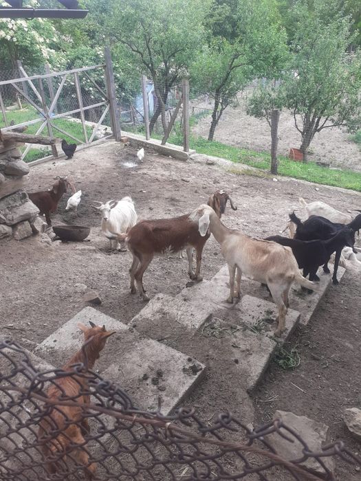 De vanzare capre si iezi  rasa anglo nubian