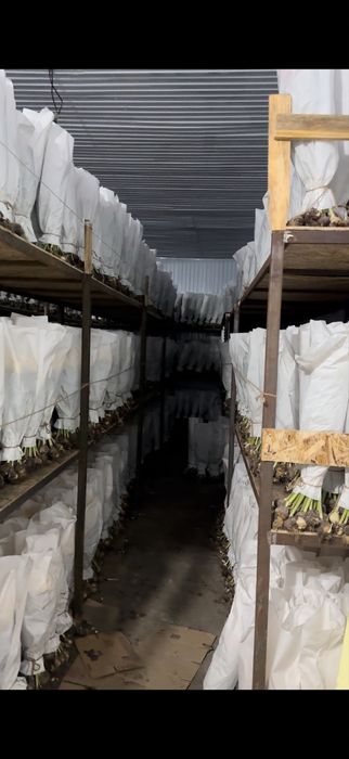 Голландские Тюльпаны