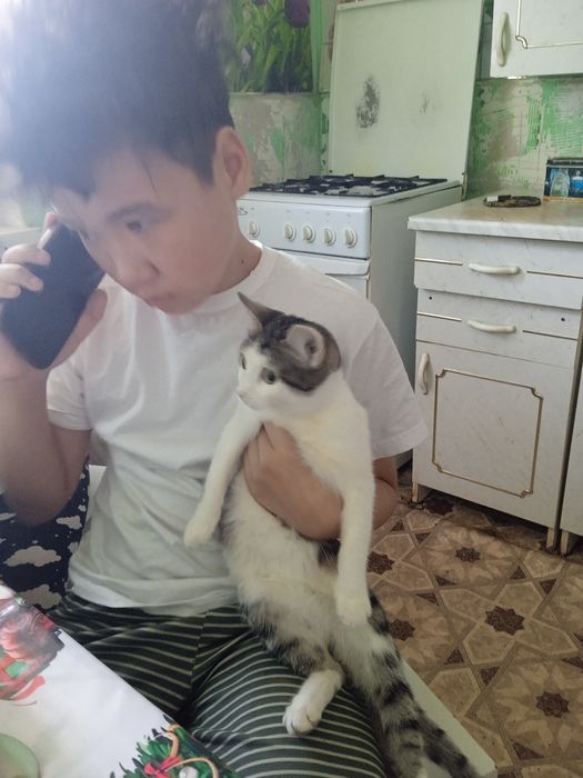 Отдам кошку бесплатно