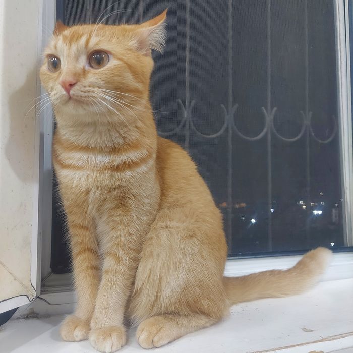 Отдам кошечку в хорошие руки. Умная, спокойная, на лоток ходит.