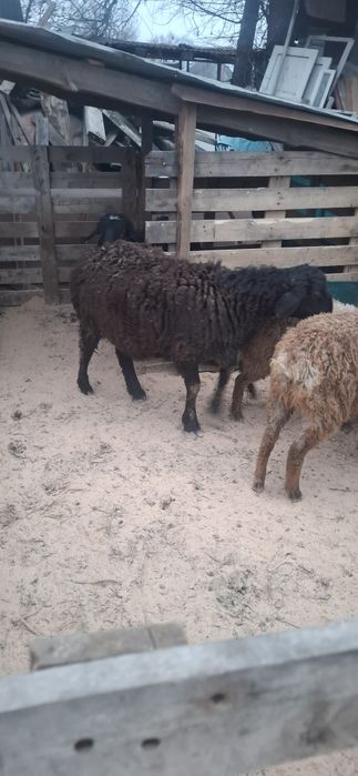 Гиссар чистокровный,баран