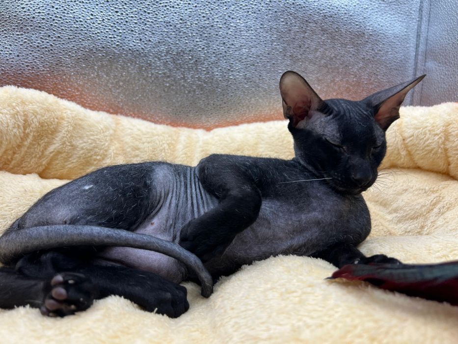 Котята Петерболды