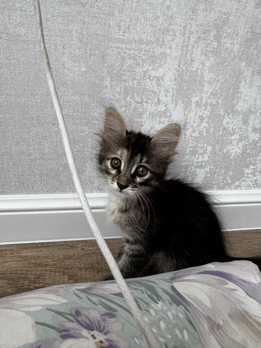 Продам котенка, в хорошие добрые руки,