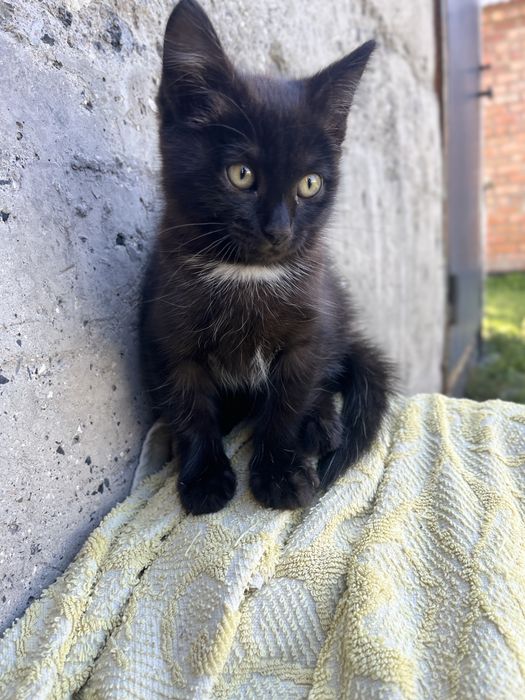 отдам котенка, мальчик