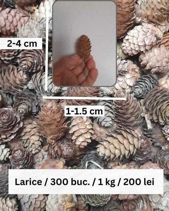 Conuri Brad / Molid Naturale pentru Decorațiuni