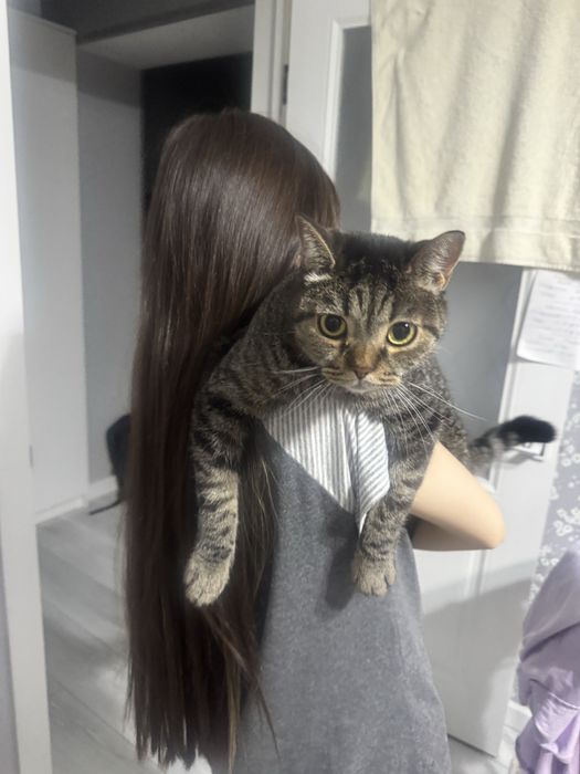 Домошняя кошка питомец