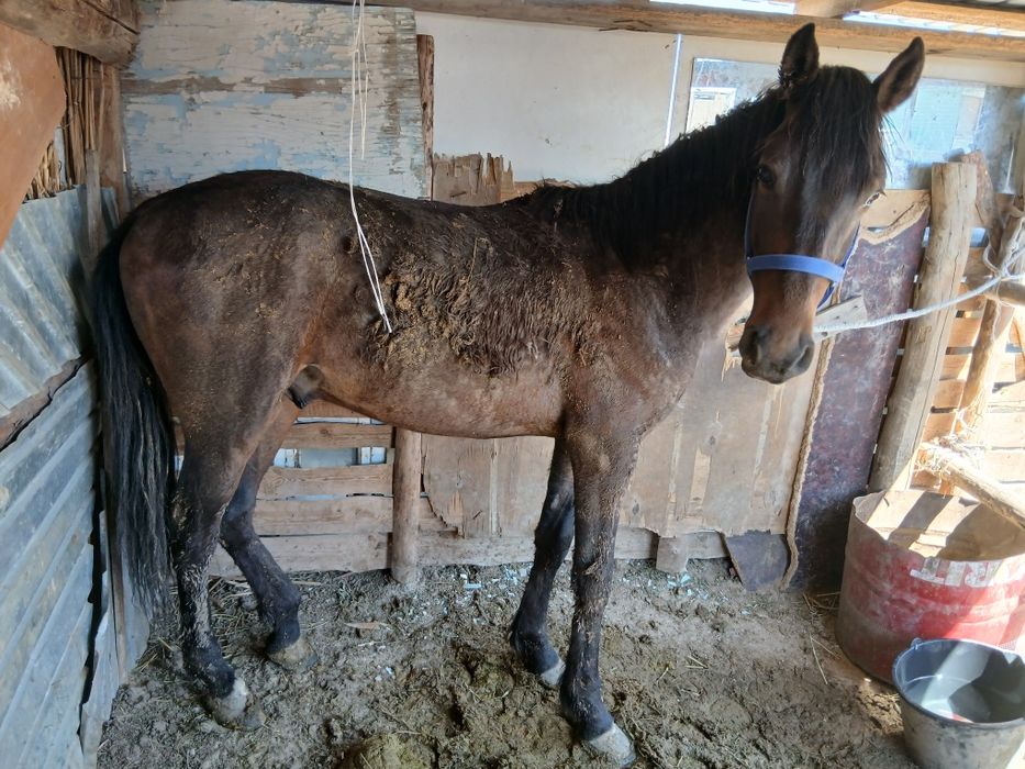 Тәуір құнан сатылады