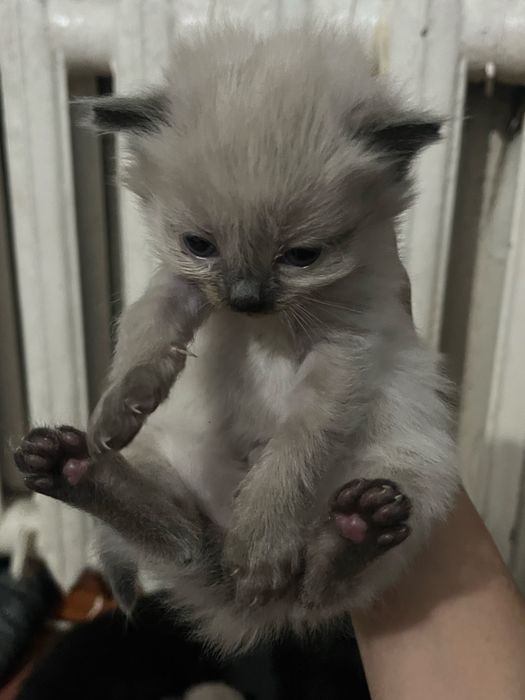 Котята 2 породистые 2 чёрные