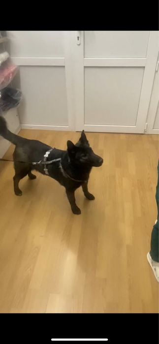 АББА — хорошая, ласковая и очень добрая собака.