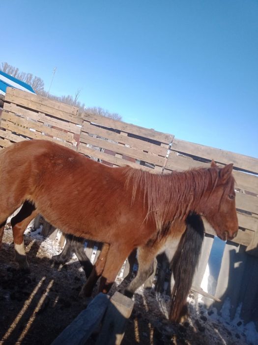 Продам лошадь 450000