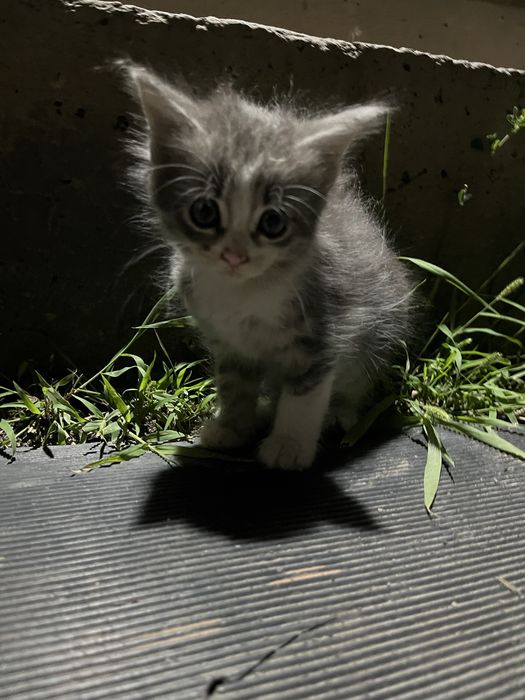 Котята ищет дом !