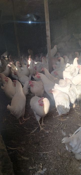 несушки сенди молодки